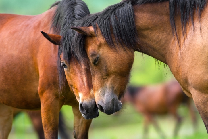 Two bay/brown horses nuzzle noses with another brown horse walking in background