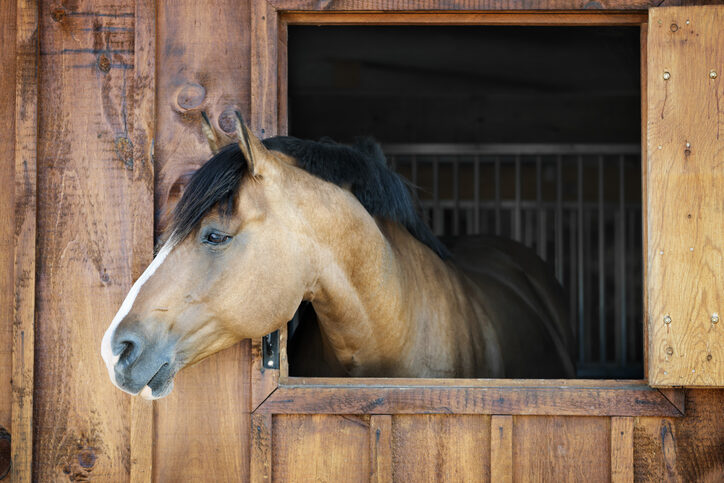 Horse in stable