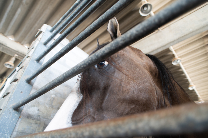 Closeup from low angle of brown and white spotted horse behind metal bars