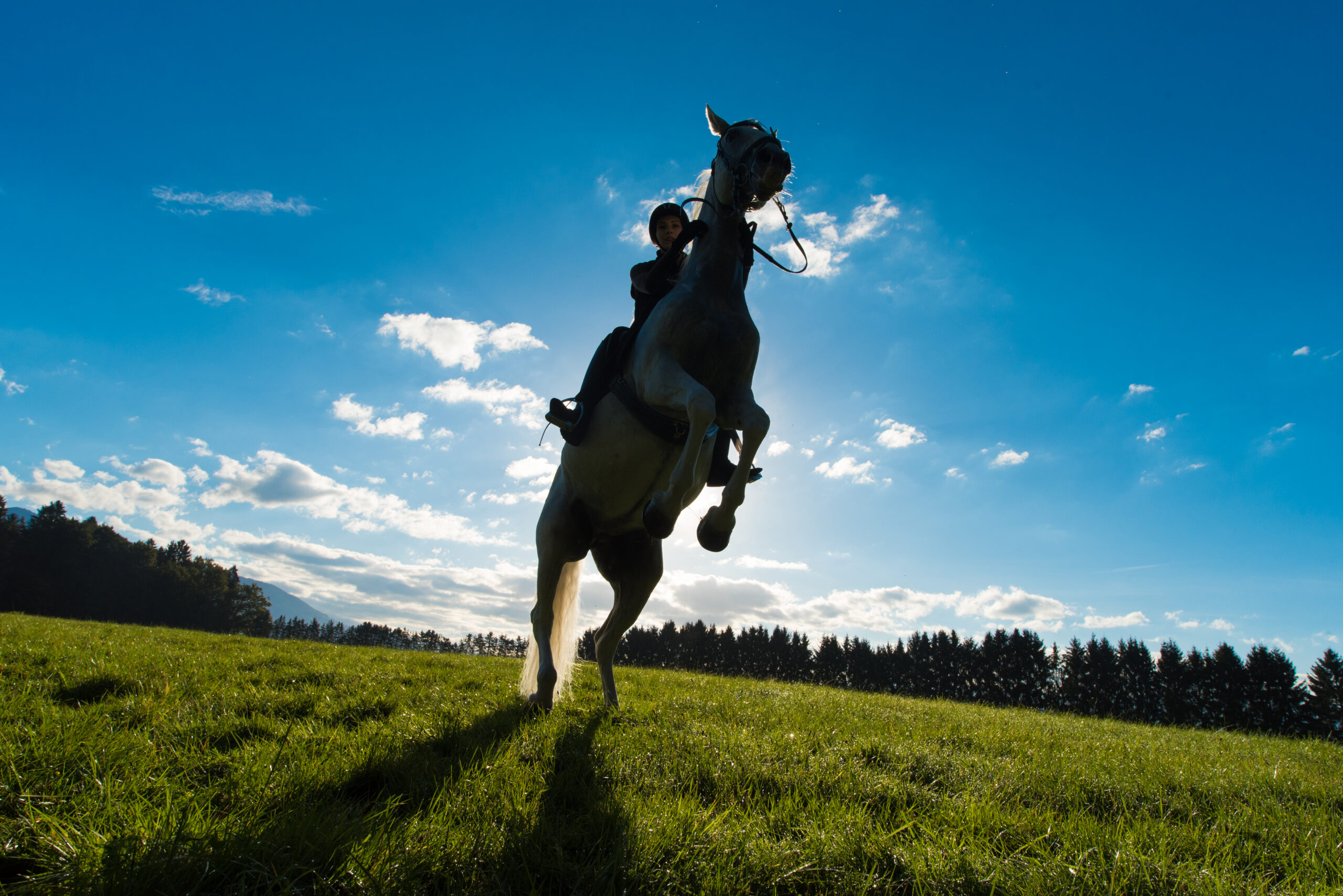 A photograph of a rearing horse, with rider, shot from undernearth