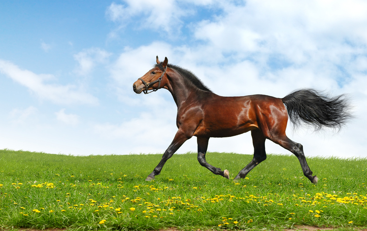 Bay horse with halter trotting in open field