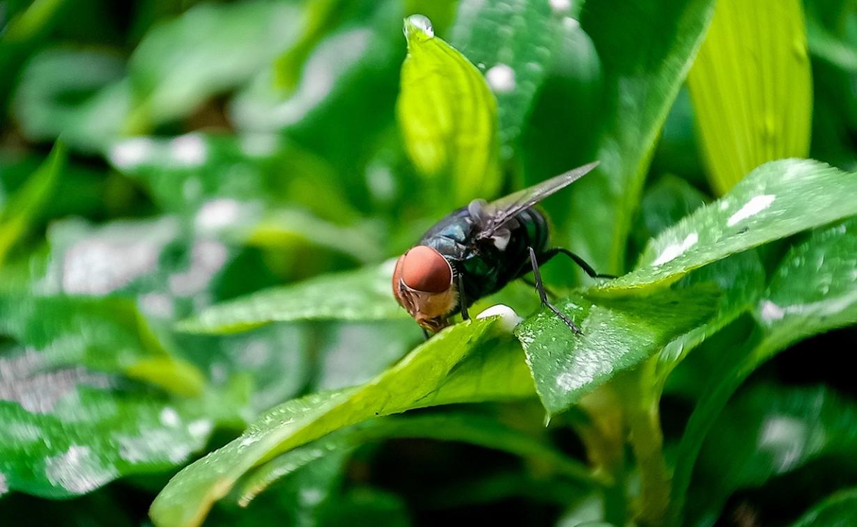 Photo of New World Screwworm fly on green foliage