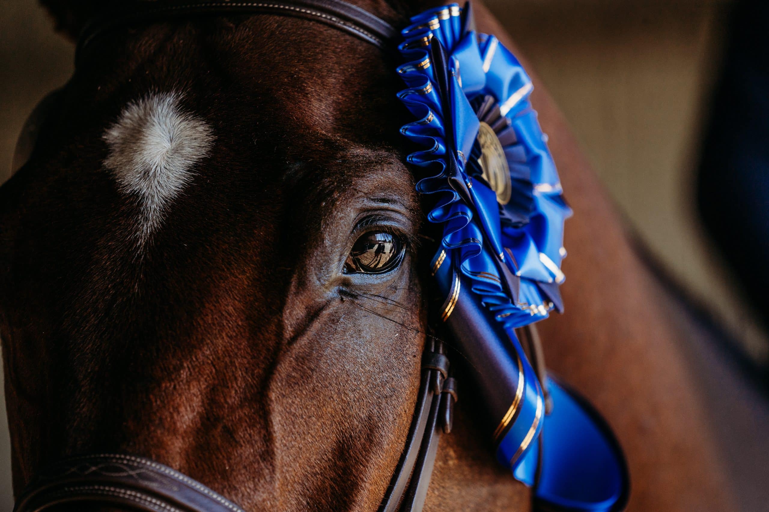 Closeup of a dark brown horse's face with a blue ribbon his bridle and a white star on his forehead