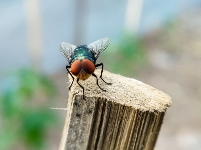 New World Screwworm fly on wooden post
