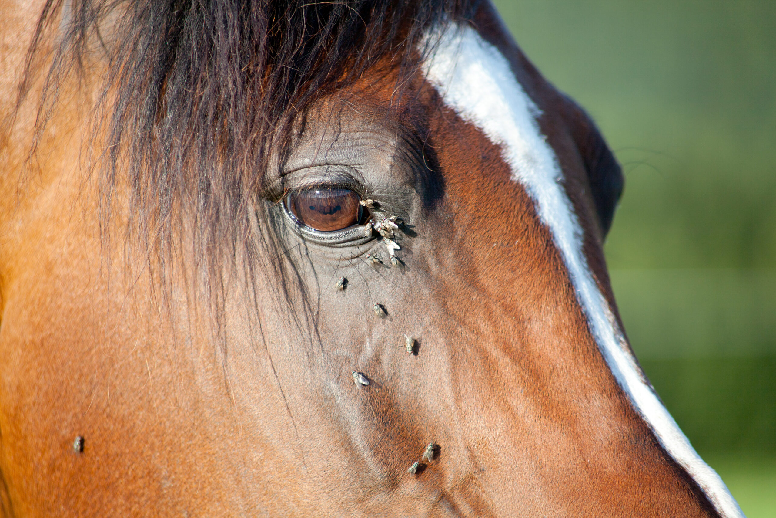 Bugs begone: Equine fly control that works