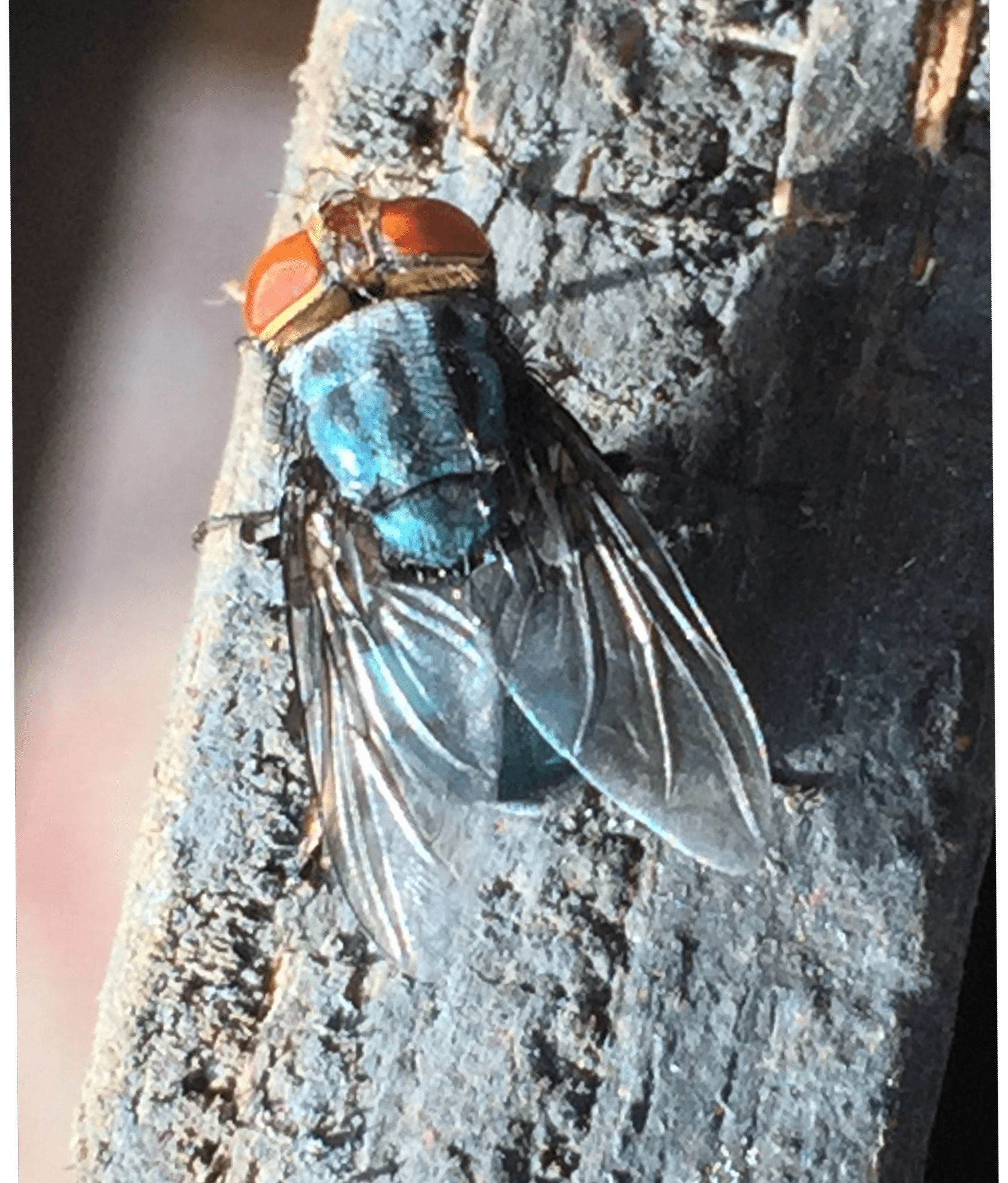 American Horse Council releases screwworm alert