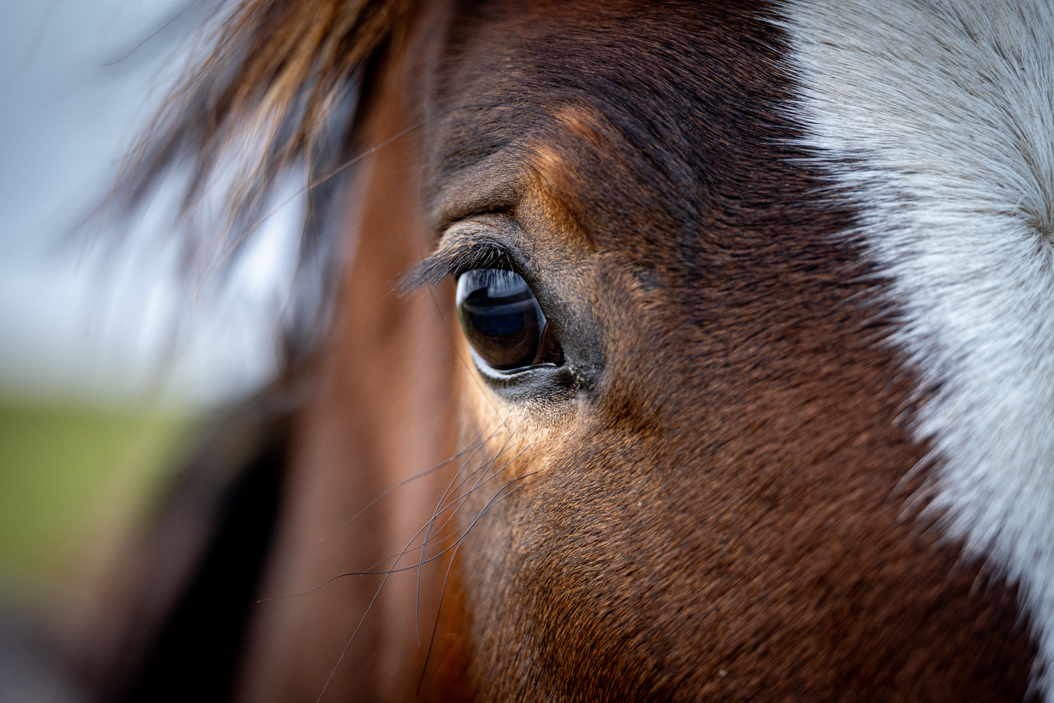 Closeup photo of eye of brown horse with white blaze