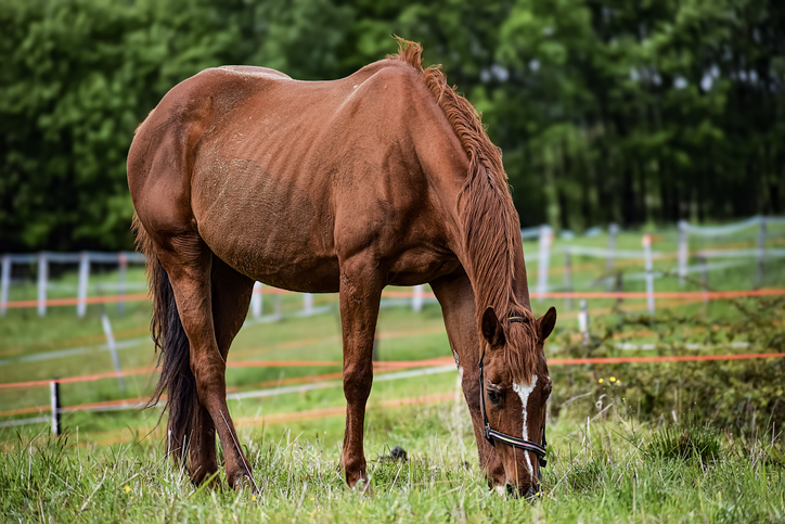 A lean chestnut horse with a white blaze on its face eats grass in a pasture, showing visible ribs and a prominent spine