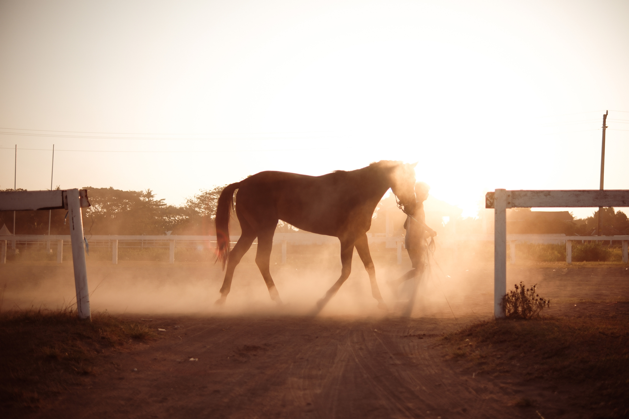 train a racehorse in a warm mood