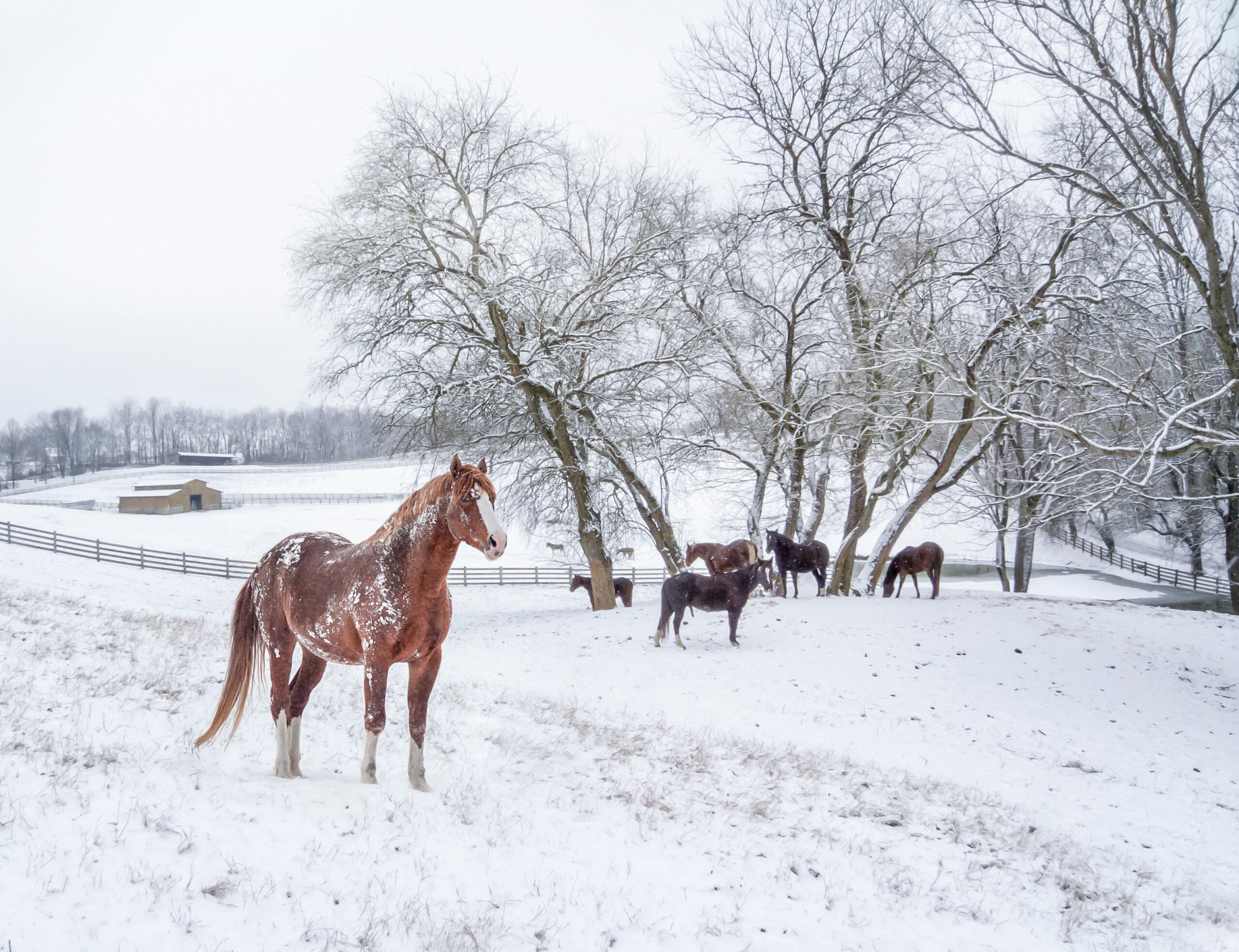 The 4 worst winter horse care challenges—and how to meet them