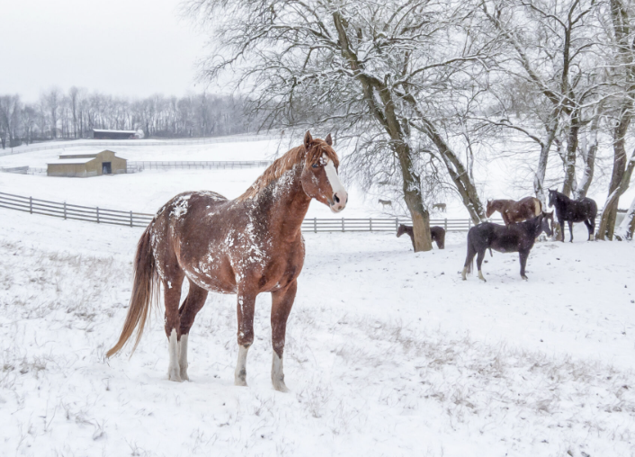 The 4 worst winter horse care challenges—and how to meet them