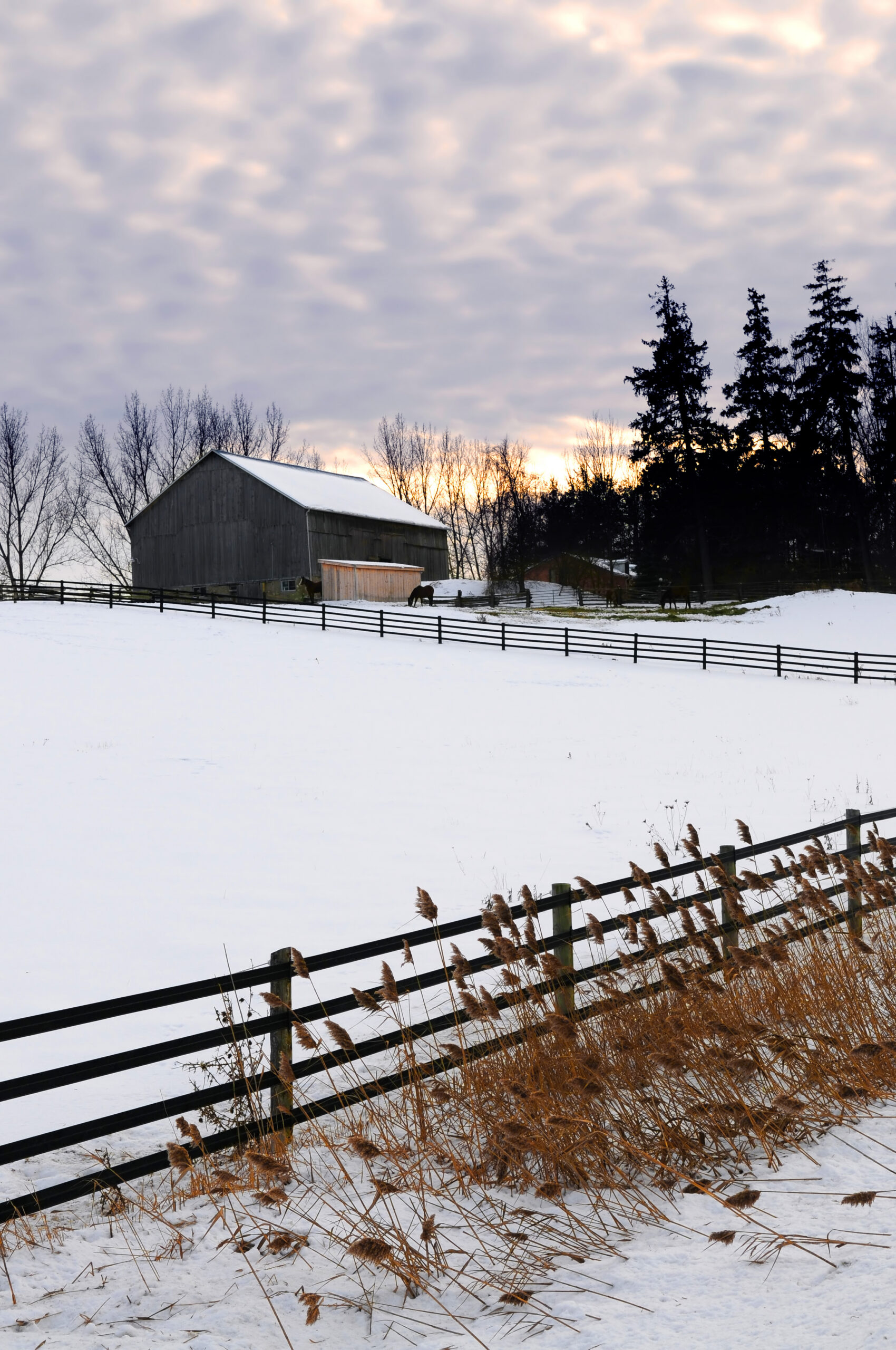 The 4 worst winter horse care challenges—and how to meet them