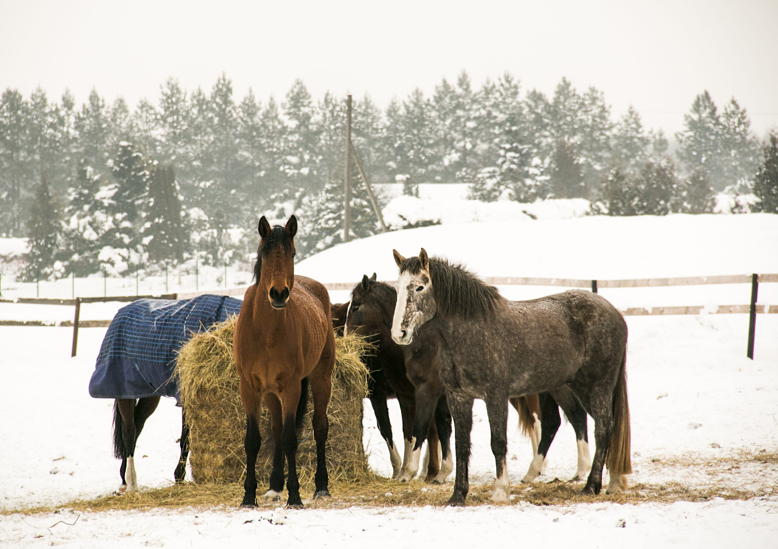 The 4 worst winter horse care challenges—and how to meet them