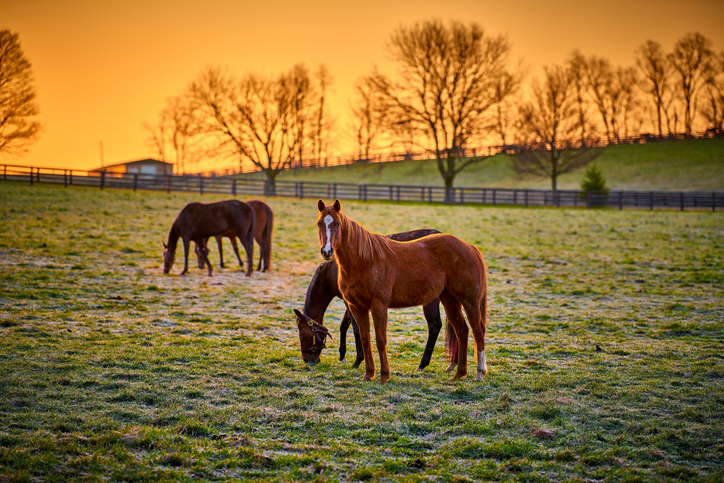 ‘Horses in the Morning’ gallops to historic 4,000th episode