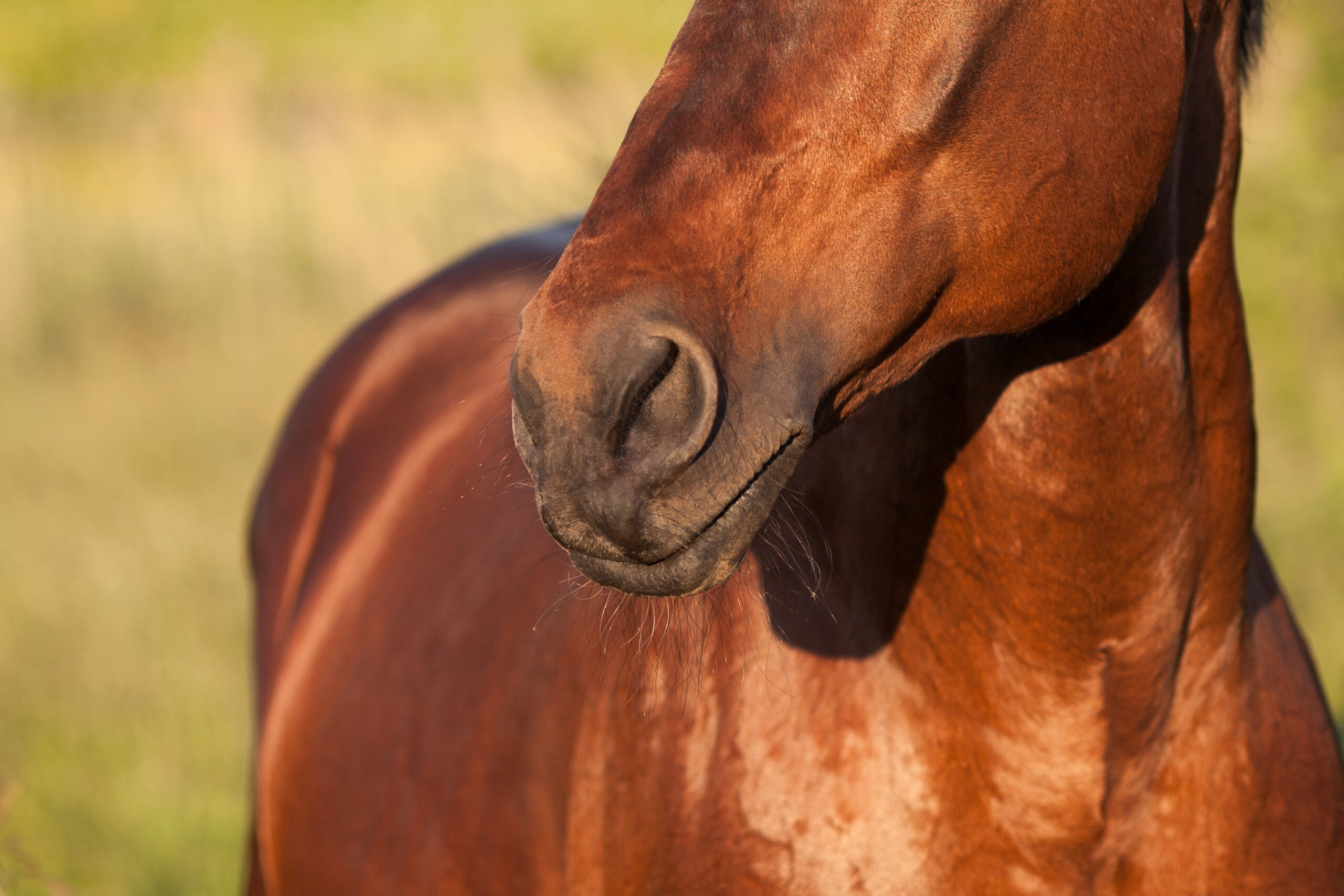 Wisconsin Mare Confirmed Positive for Strangles