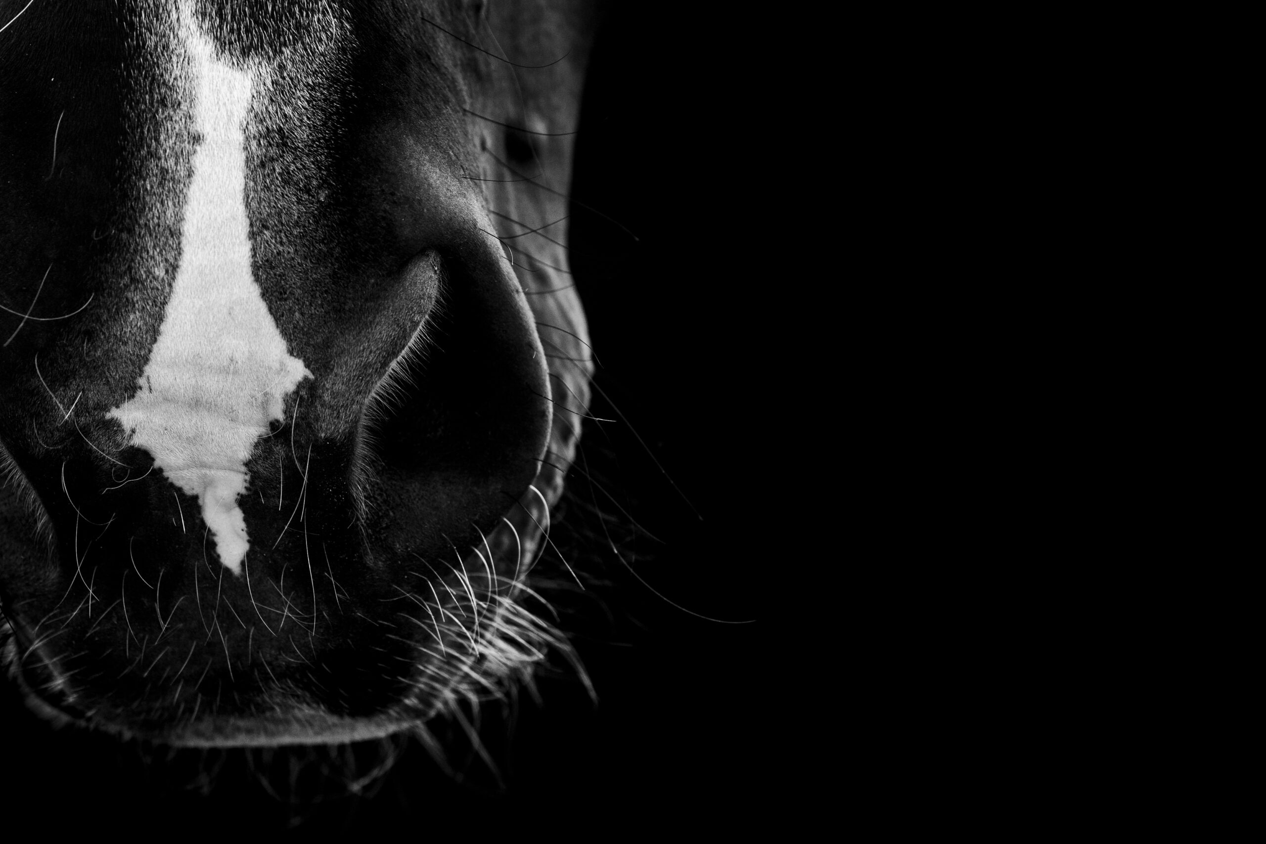 Fine art horse nose with black copy space