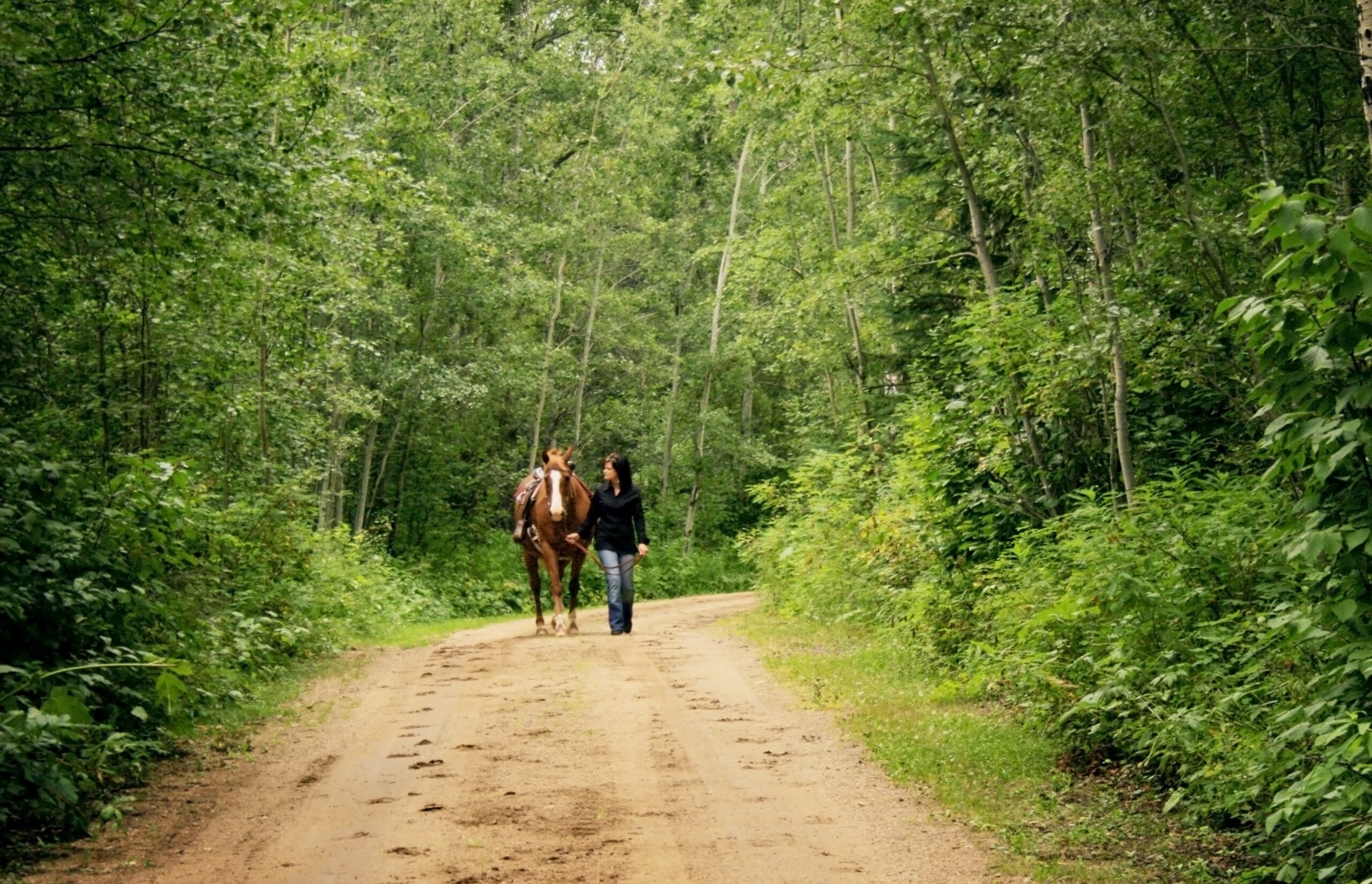 A long view from the back of a woman on foot walking her horse down a road through the woods