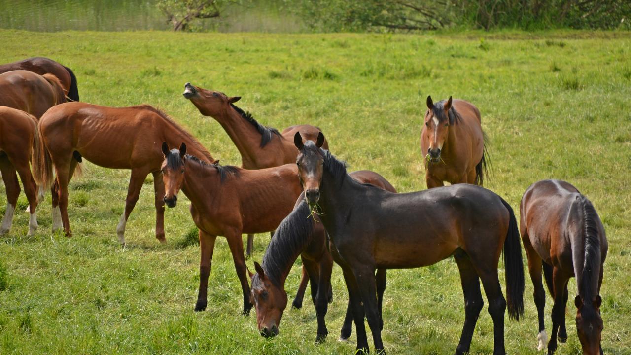 Bay and brown horses standing and grazing in green field