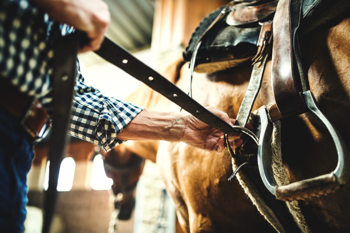 a man tightens a horse's cinch