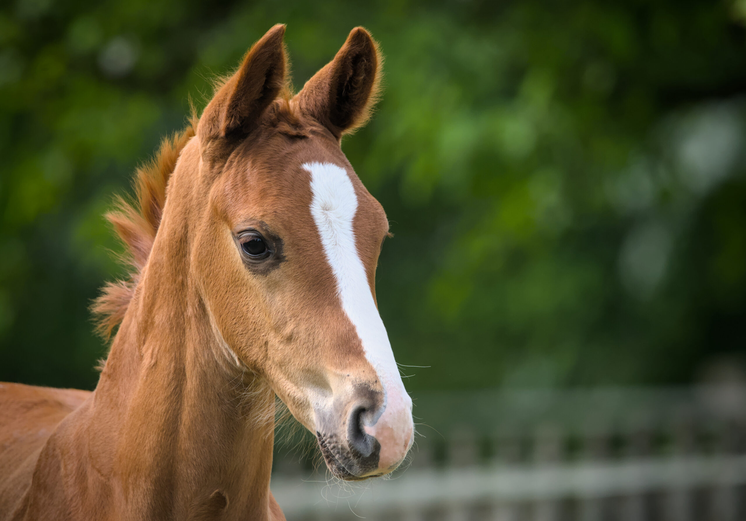 portrait of a beautiful chestnut foal and it`s mother, playing in the meadow