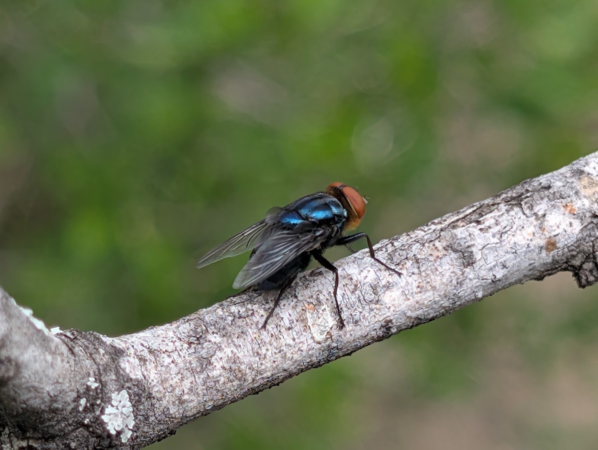NWS fly sitting on branch