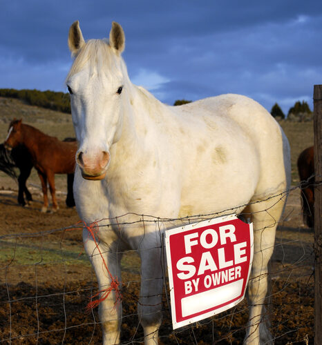 Gray horse standing in pasture with a for sale sign next to it