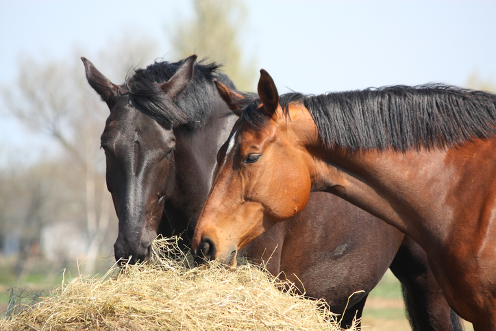 Brown and chestnut horses eating hay