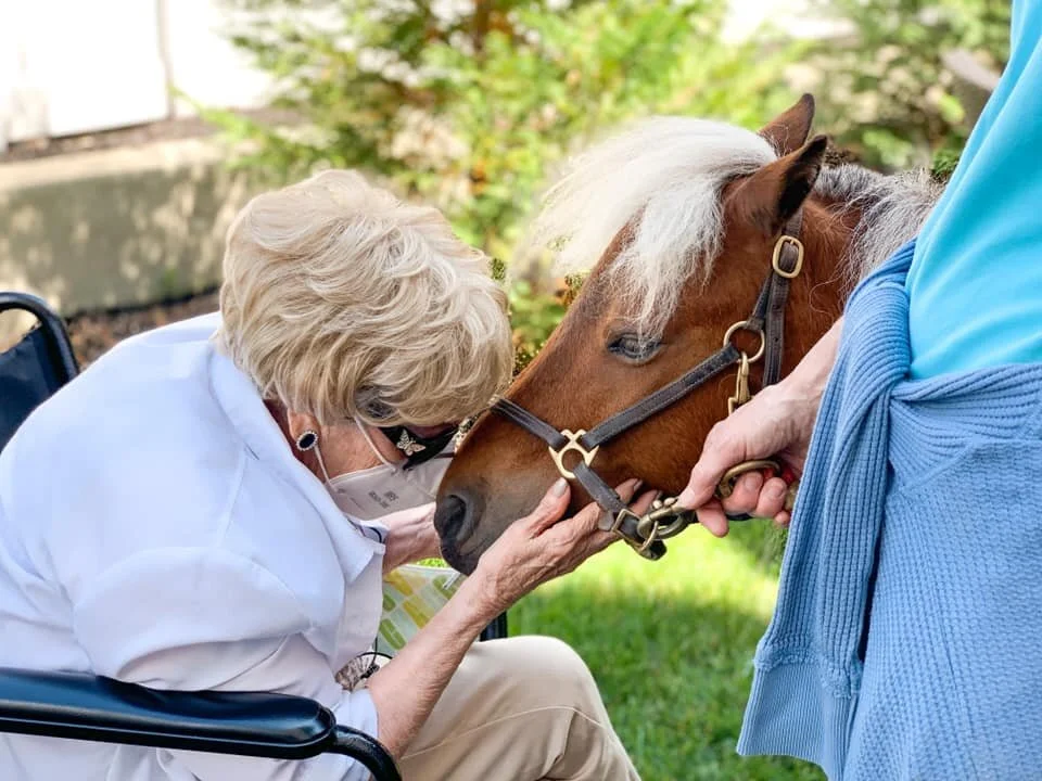 Image of senior citizen with mask on nuzzling a chestnut miniature horse