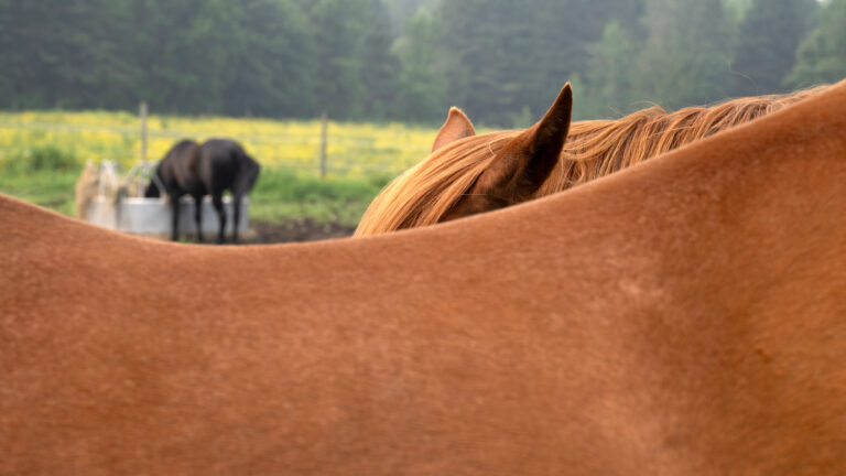A horse hidden behind another one