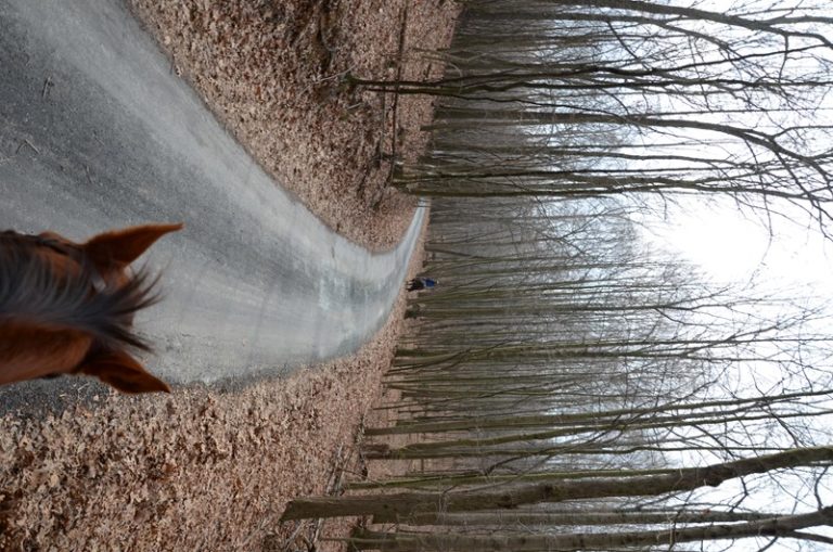 Trail Terrors, Part 2: Colic During Trail Rides promo image