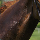 Trail Terrors, Part 4: Heatstroke promo image