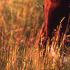 Trail Terrors, Part 7: Allergies promo image