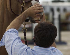 How to Find an Equine Dentist promo image