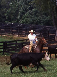 Help Your Horse Overcome a Fear of Cattle promo image