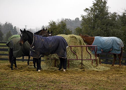 Learn When to Blanket Your Horse in Winter promo image