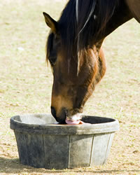 Horse Care Basics Refresher promo image