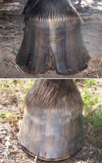 Photos courtesy of Pete Ramey