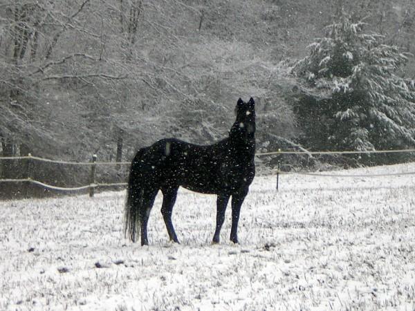 Christmas in August? promo image