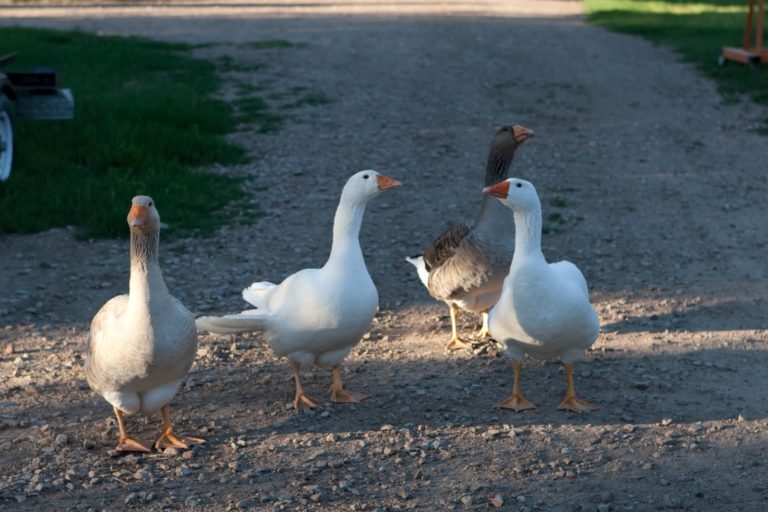 Mornings at the Farm promo image