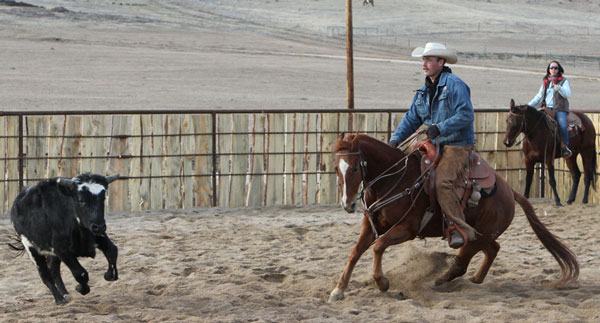 Learning About Cattle promo image