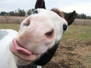 Fan of the Month: Meet Ashley Kae Barnum promo image