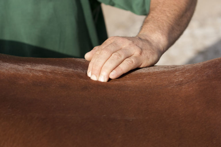 Alternative Therapies for Horses promo image