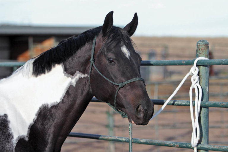 The Quick-Release Knot promo image