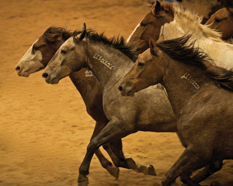 The Unwanted Horse: What's His Fate? promo image