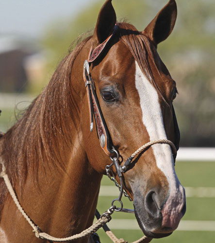 We'd Love to Own: Moss Me Moe promo image