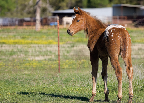 Horse&Rider File Photo