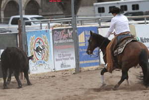 Gallop Poll: Fan of Cow Horse Boxing? promo image