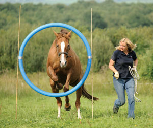 Photo by Bob Atkins, courtesy of The International Horse Agility Club