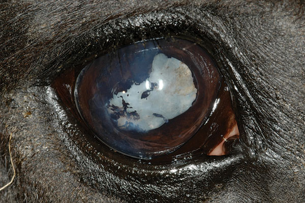 HR-141200-WHOLEHORSE-01_gn