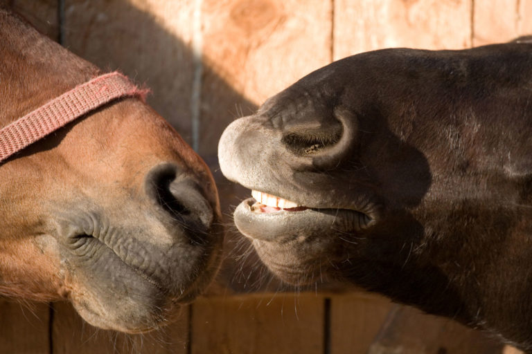 Protecting Your Horse From Strangles: Using Fly Control as Part of Your Strategy promo image